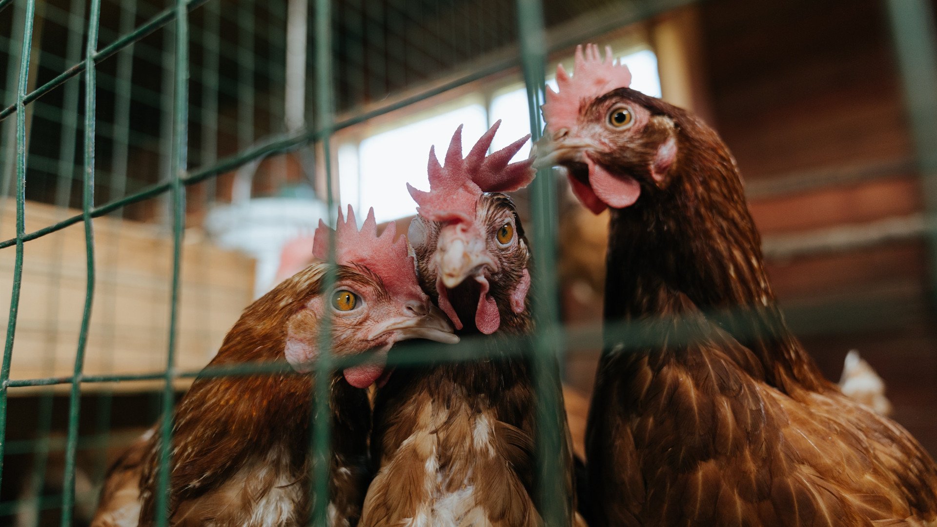 国外滑雪世界杯,雪域风情带来极致体验,国外滑雪视频欣赏