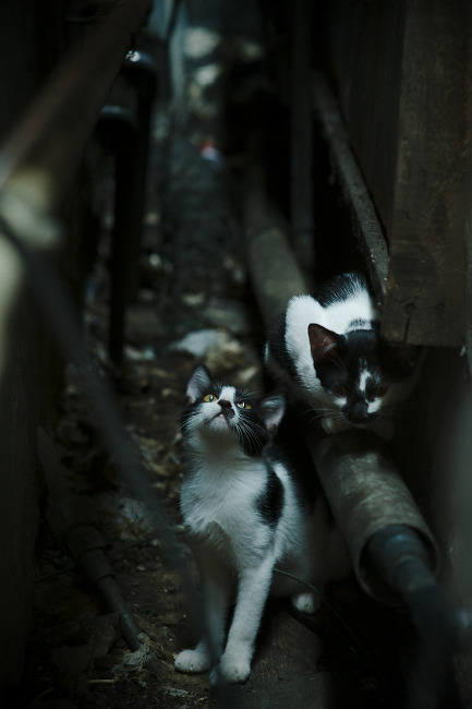 山地越野自行车赛事,穿越森林与丘陵的极速挑战,2020山地自行车越野赛