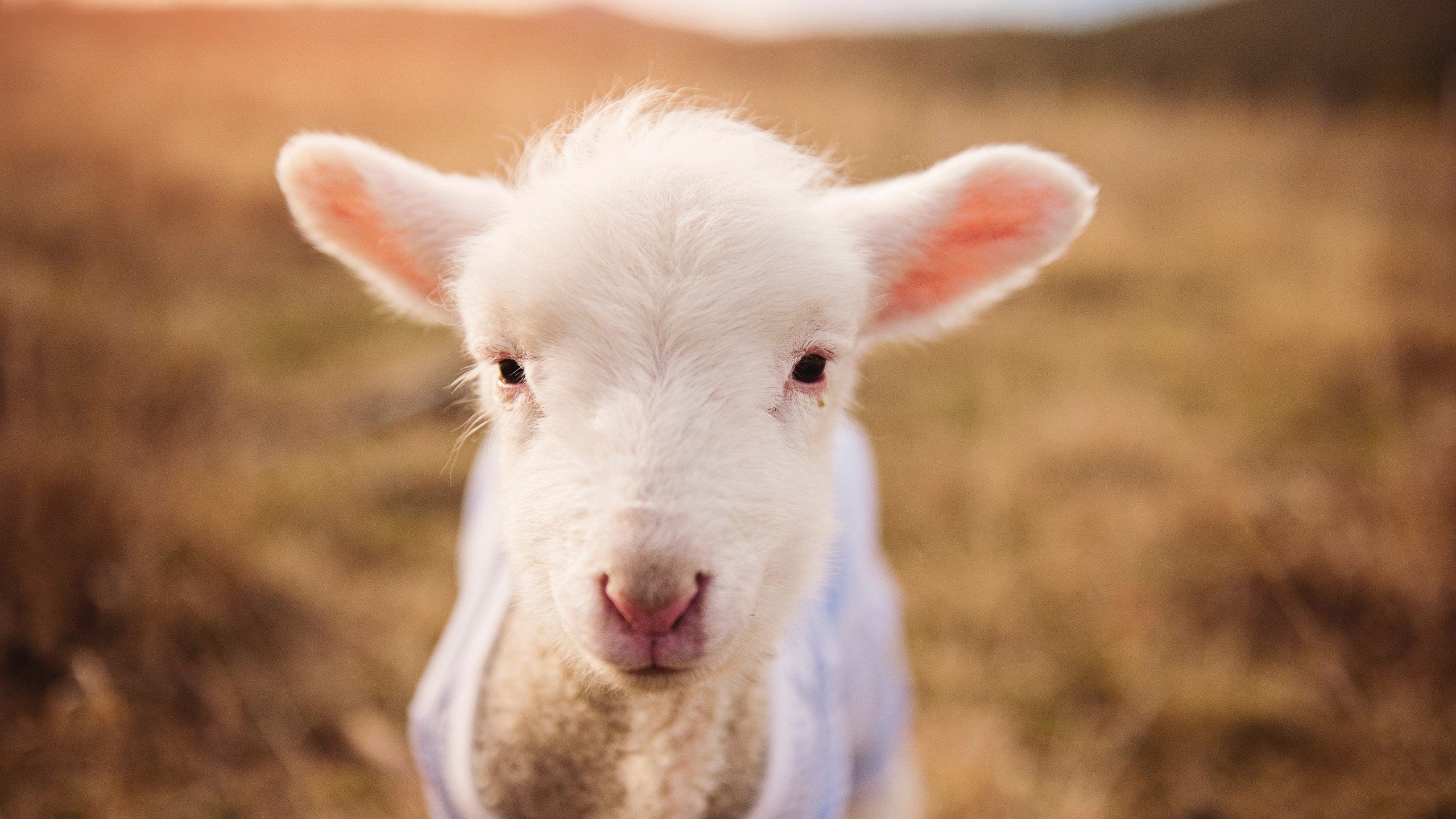 9游电竞站-日本男足冲击金牌，目标坚定！，日本男足阵型